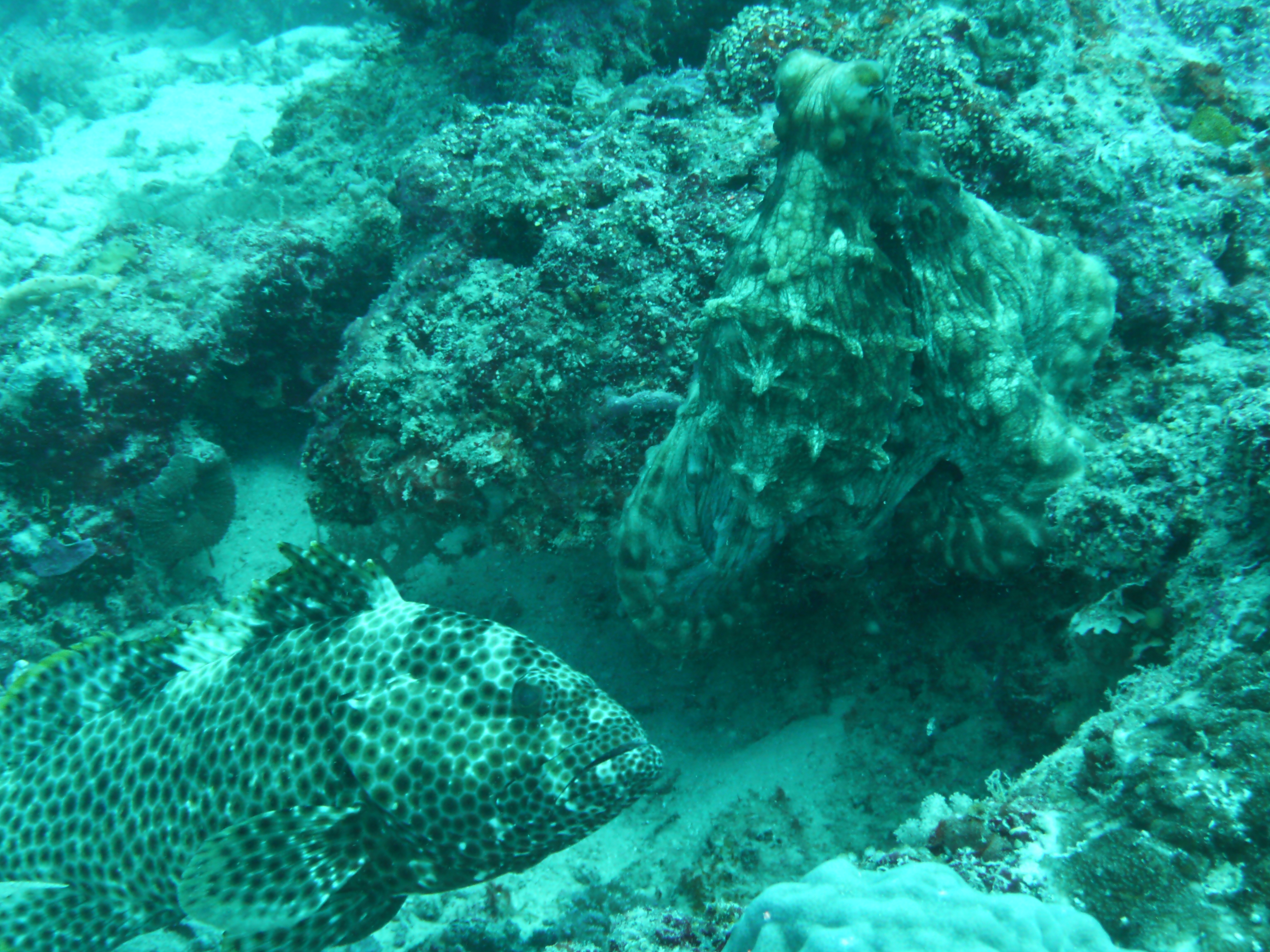 Grouper and Octopus